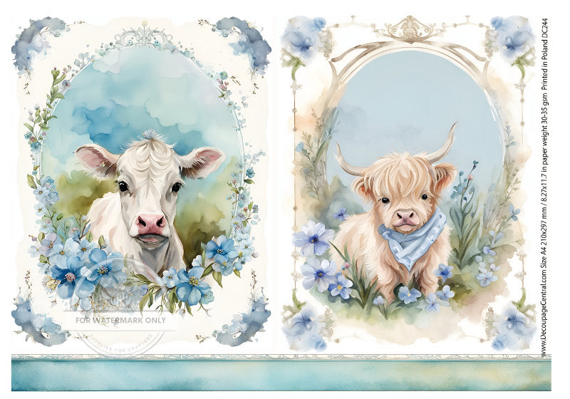 A4 Baby Cows in Blue Rice Paper